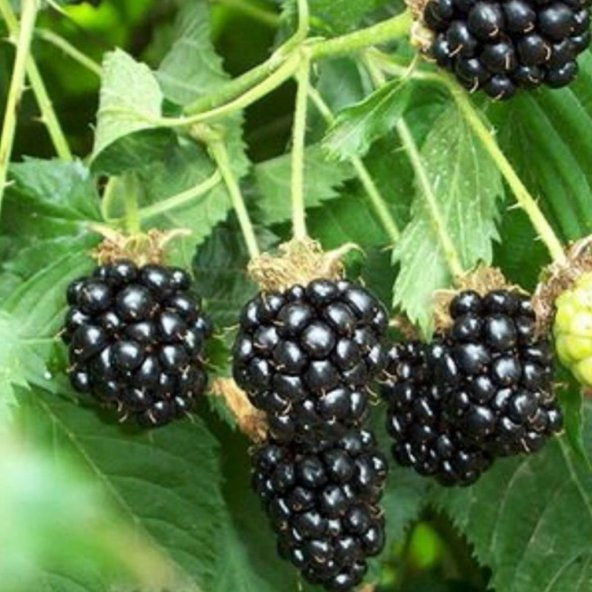 Tüplü Aromalı Dikensiz Bursa-1 Böğürtlen Fidanı ürün görseli