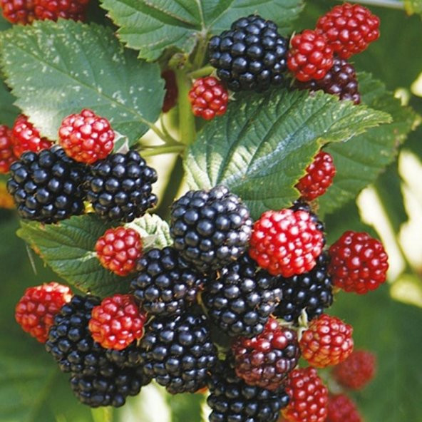 Tüplü Aromalı Dikensiz Bursa-3 Böğürtlen Fidanı ürün görseli