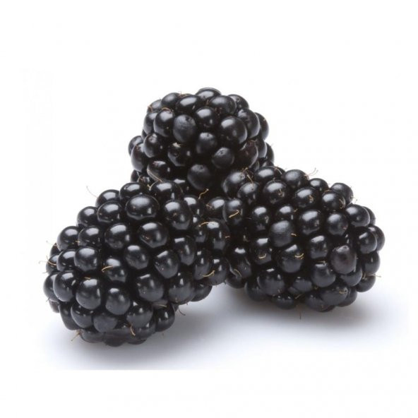 Tüplü Bol Verimli Boysenberry Böğürtlen Fidanı