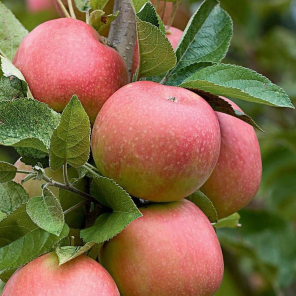 Tüplü Aşılı Erkenci Yazlık Summer Red Elma Fidanı ürün görseli
