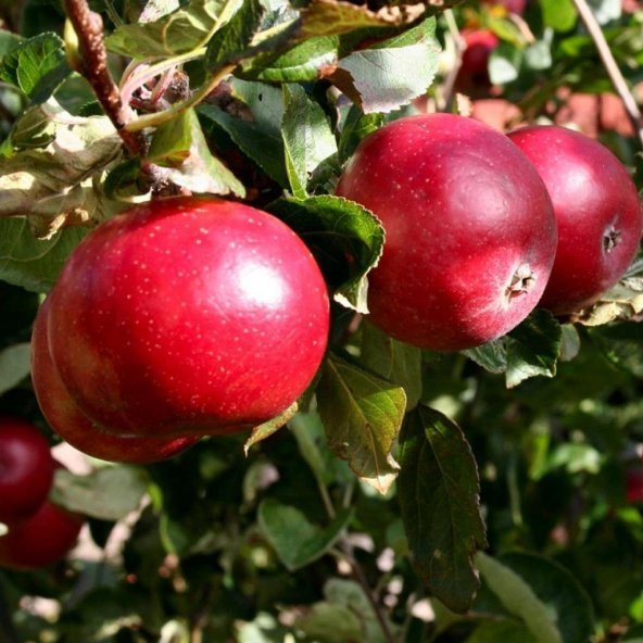 Tüplü Aşılı Verimli Erkenci Yazlık Early Red One Elma Fidanı