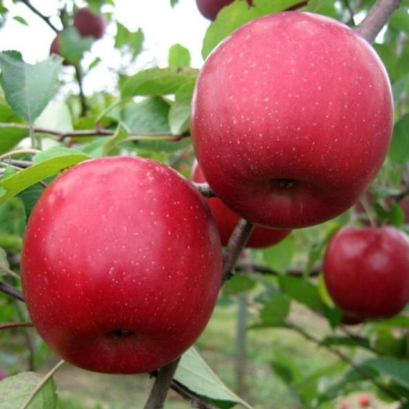 Tüplü Aşılı Sert Sulu Verimli Fuji Zhen Aztec Elma Fidanı ürün görseli