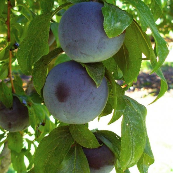 Tüplü Aşılı Bol Verimli Black Amber Japon Erik Fidanı