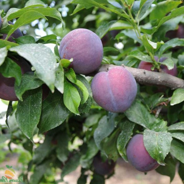 Tüplü Aşılı Verimli Black Beauty Japon Erik Fidanı ürün görseli
