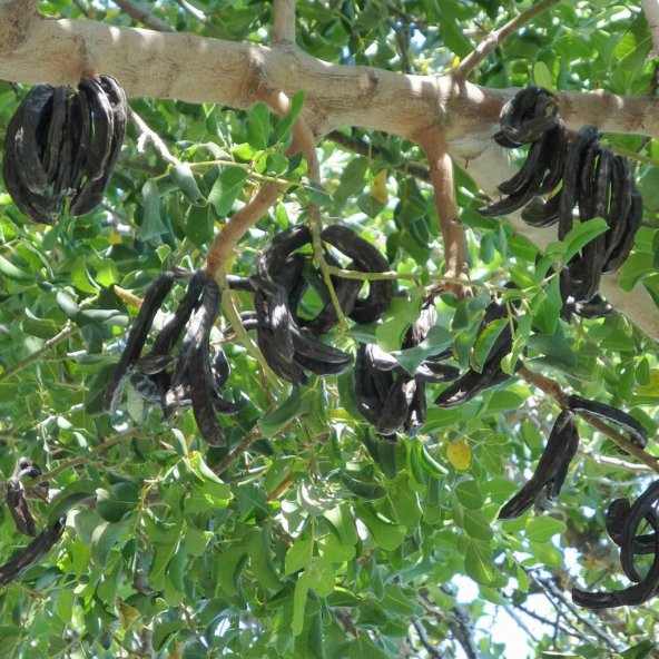 Tüplü Keçi Boynuzu (Harnup) Fidanı (80-120 cm) ürün görseli