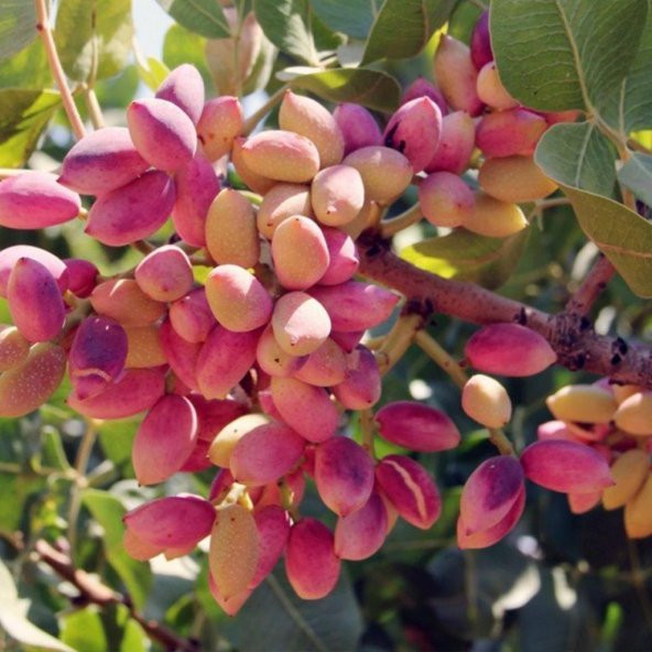 Tüplü Aşılı Antep Fıstığı Fidanı (1 Dişi + 1 Erkek) ürün görseli