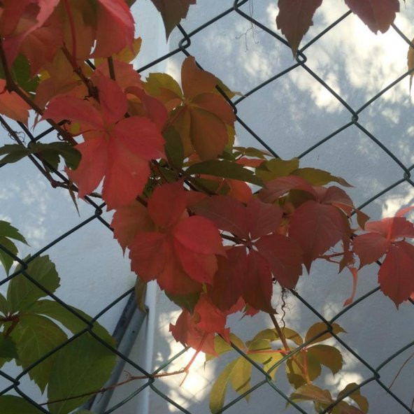 Tüplü Özel Amerikan Sarmaşığı Fidanı (15 Adet)