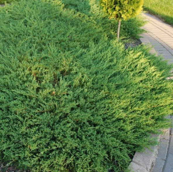 Tüplü Yatık Ardıç Fidanı (30-40 cm) ürün görseli