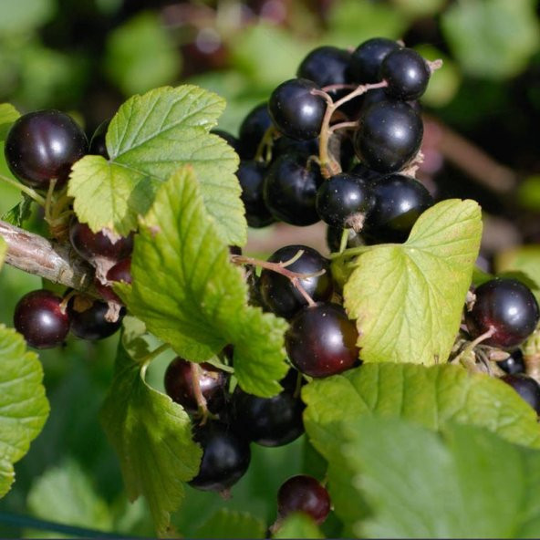 Tüplü Kokulu Siyah Frenk Üzümü Fidanı