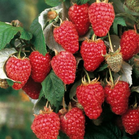 Doğal Pembe Ahududu Tohumu (20 Tohum) ürün görseli