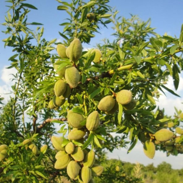 Tüplü Aşılı Çok İri Meyveli Verimli Yarı Bodur Bertina Badem Fidanı