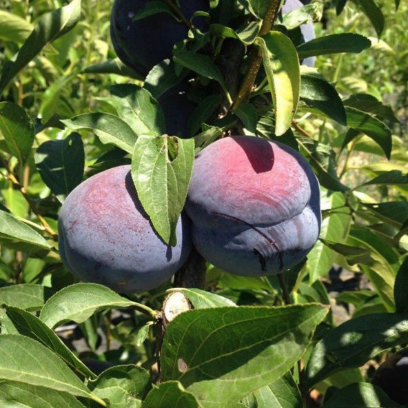 Tüplü Aşılı İri Meyveli Verimli Black Diamond Japon Erik Fidanı ürün görseli