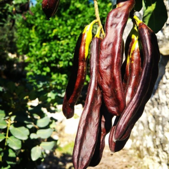Tüplü Aşılı Keçi Boynuzu (Harnup) Fidanı - 1