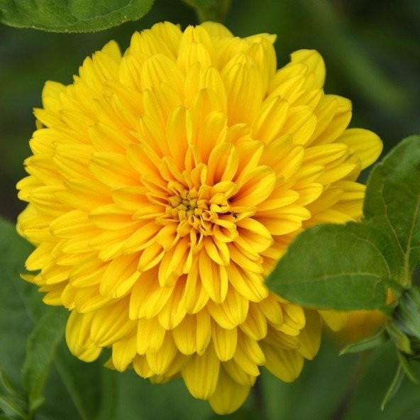 Dahlia Çiçekli İsabellina Zinya Çiçeği Tohumu(40 tohum) ürün görseli