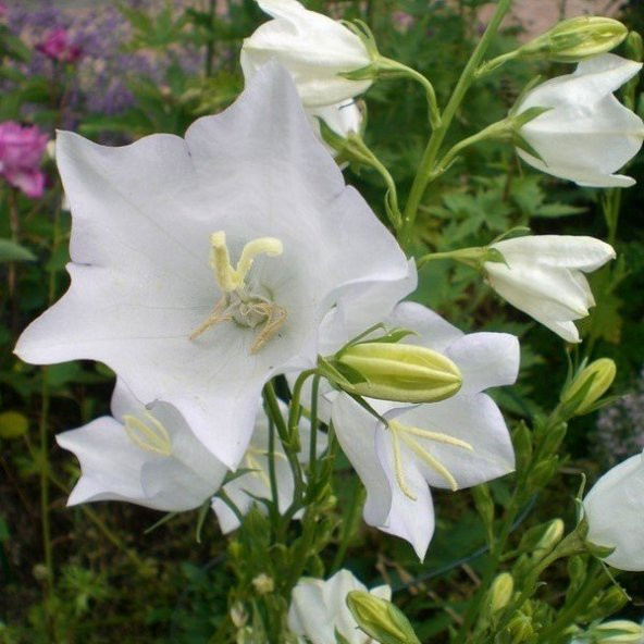 Karışık Fielgrown Kahkaha Çiçeği Tohumu (10 tohum) ürün görseli