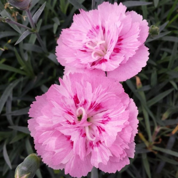 Soft Pembe La France Karanfil Çiçeği Tohumu(25 tohum) ürün görseli