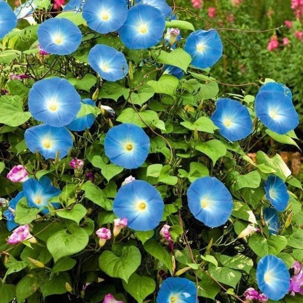 Shiva Gündüz Sefası Çiçeği Tohumu(10 tohum) ürün görseli