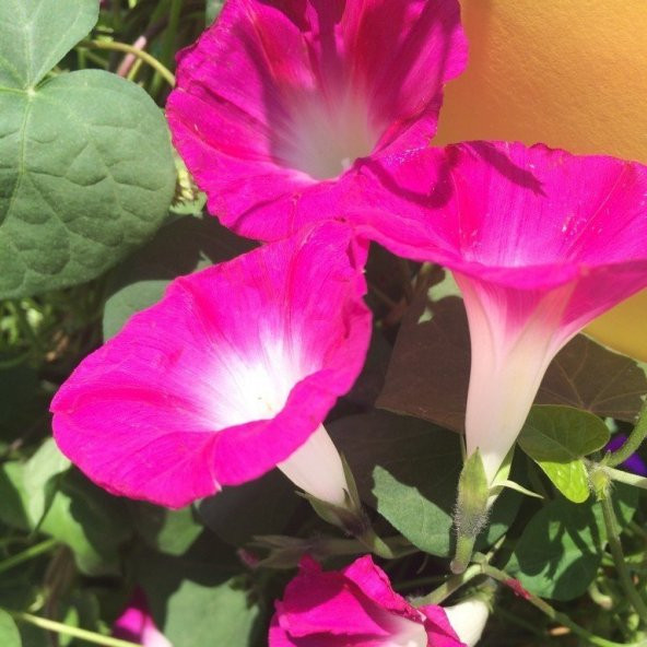 Crimson Rambler Gündüz Sefası Çiçeği Tohumu(10 tohum)