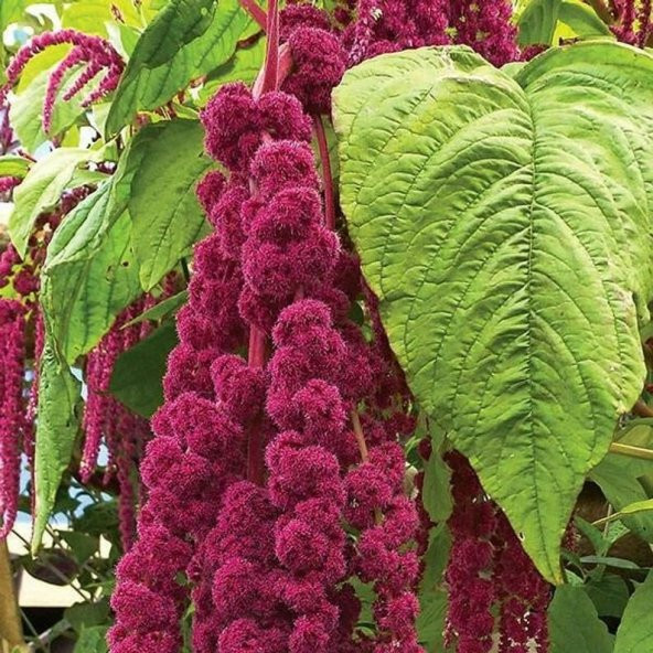 Sarkan Kırmızı Amaranthus(Horoz İbiği) Çiçeği Tohumu( 150 tohum) ürün görseli