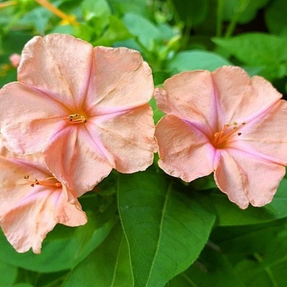 Salmon Akşam Sefası Çiçeği Tohumu(20 tohum) ürün görseli