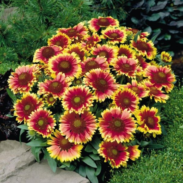 İndian Blanket Gaillardia Gayret Çiçeği Tohumu(30 adet)