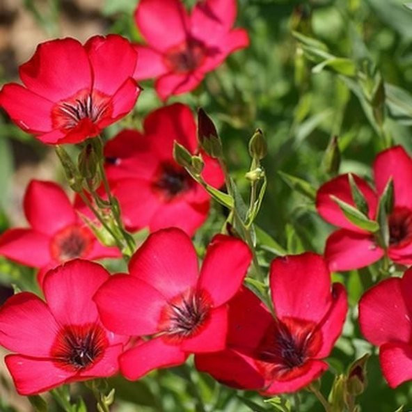 Kırmızı Renkli Linum Çiçeği Tohumu(100 adet) ürün görseli