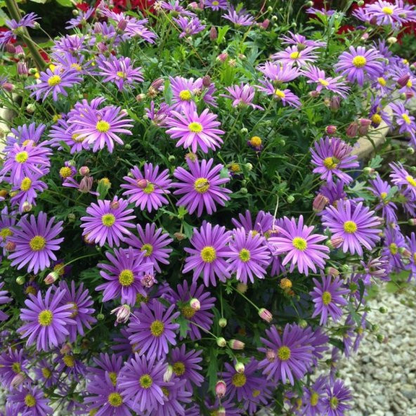 Karışık Renkli Splendour Brachycome Çiçeği Tohumu (200 tohum) ürün görseli