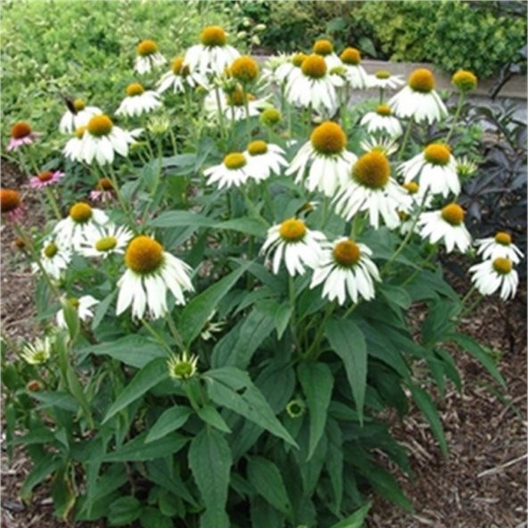 Doğal White Swan Beyaz Ekinezya Çiçeği Tohumu (40 Tohum) ürün görseli