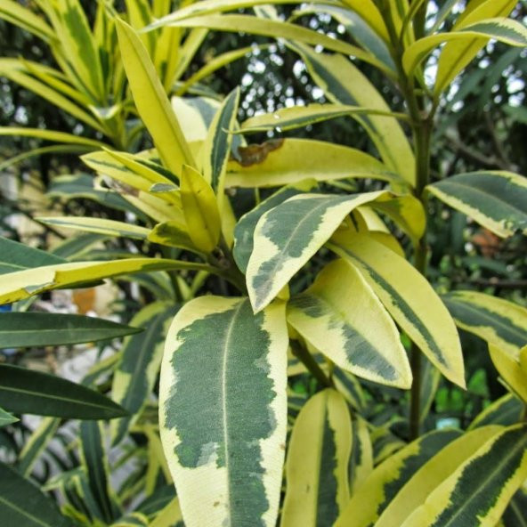 Alacalı Yapraklı Zakkum Fidanı ürün görseli