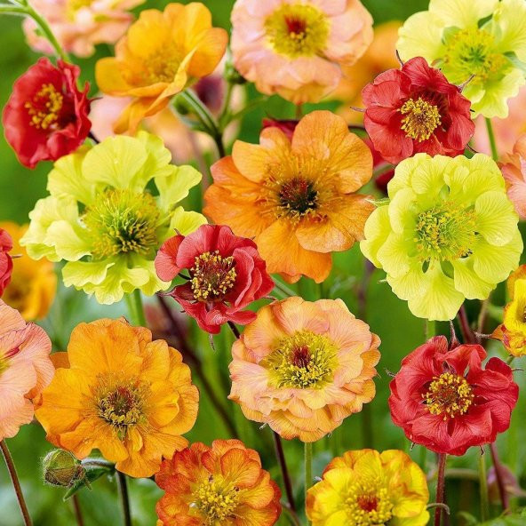 Soğuklara Dayanıklı Katmerli Mixed Geum Çiçeği Tohumu(20 tohum) ürün görseli