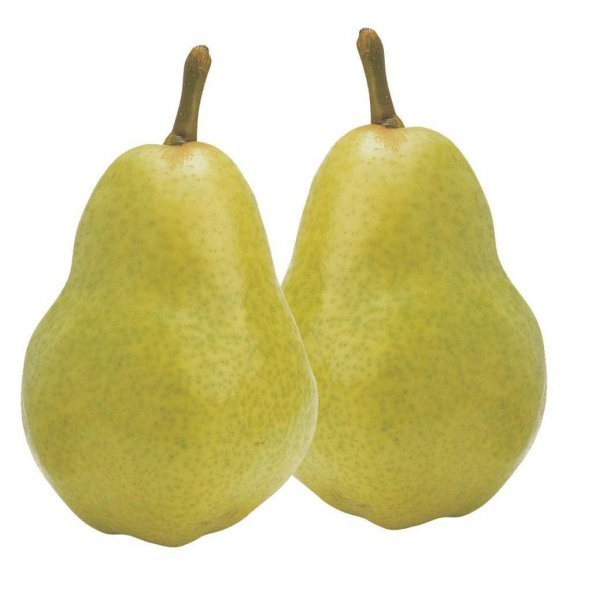 Tüplü Aşılı Williams Armut Fidanı ürün görseli