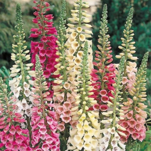 Excelsior Mixed Karışık Renkli Yüksükotu Çiçeği Tohumu (100 Tohum) ürün görseli