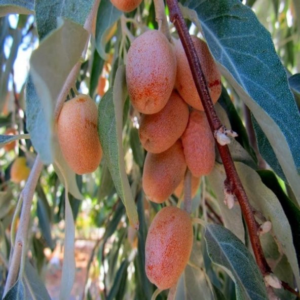 Tüplü Anadolu İğde Ağacı Fidanı - 1