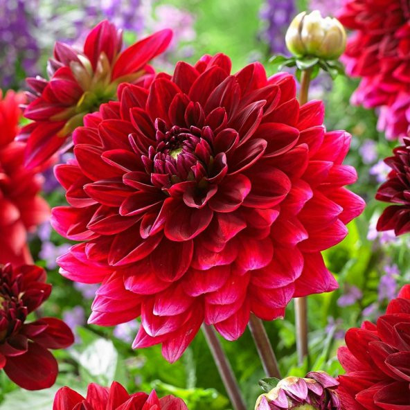 Super Yoga Elegans Carmine Zinya Çiçeği Tohumu(40 tohum) ürün görseli