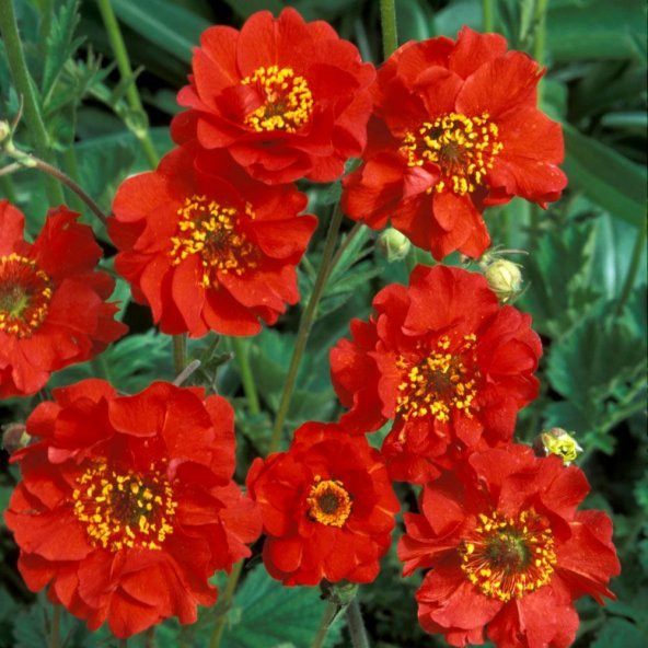 Dona Dayanıklı Kırmızı Katmerli Geum Kadife Çiçeği Tohumu(20 tohum)