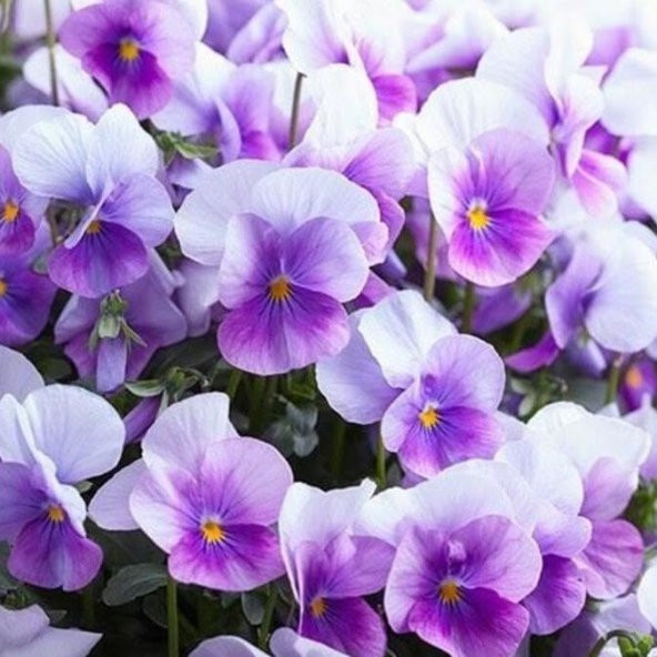 Lila Renk Frenk Menekşesi Tohumu(100 adet) ürün görseli