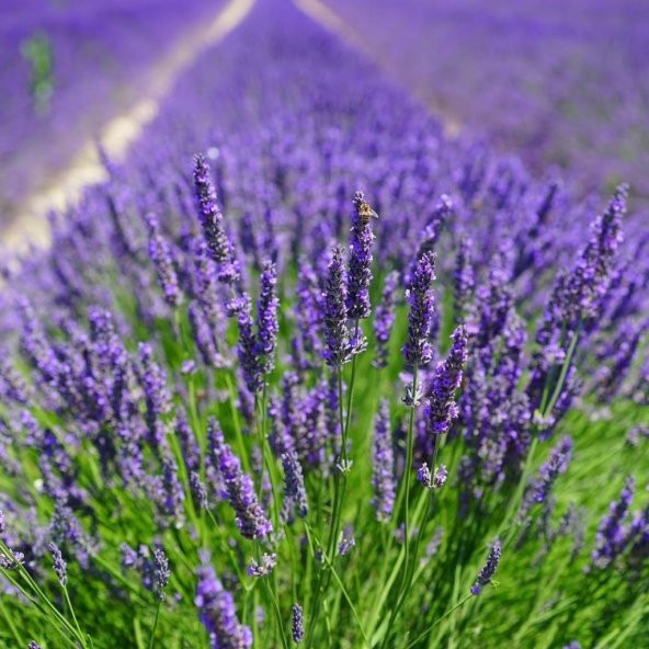 Mavi Hidcote Lavanta Tohumu(20 tohum) ürün görseli