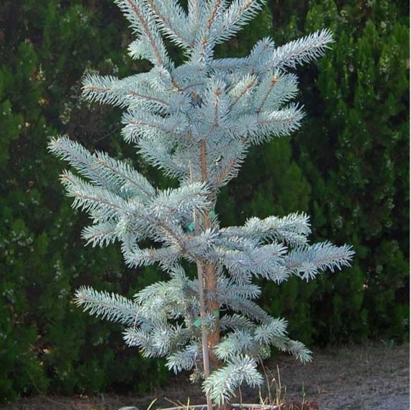 Picea Glauca Beyaz Ladin Tohumu (10 Tohum) ürün görseli
