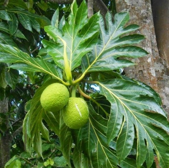 Tüplü Özel Tür Maclura pomifera Yalancı Portakal (Ayı Portakalı) Fidanı