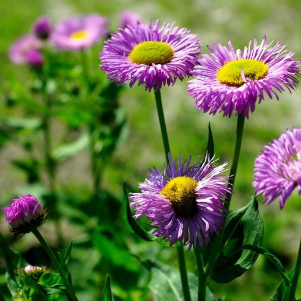 Clear Blue Erigeron Çiçeği Tohumu(50 tohum) ürün görseli