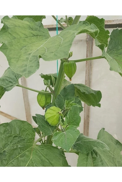 Tropikmeyvelerim Altın Çilek Meyvesi (physalis Peruviana) 100 Gr - 3