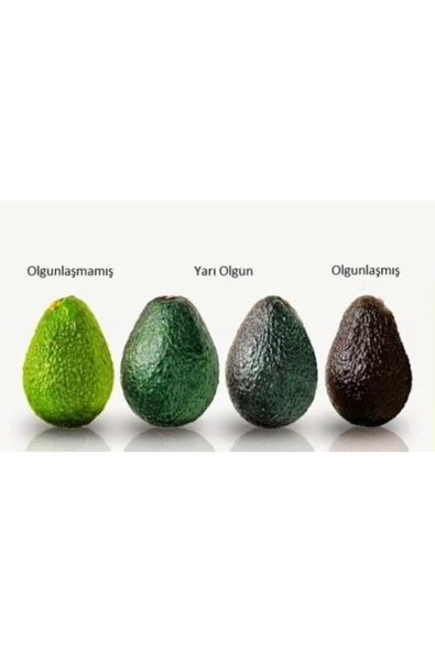 tropikya Avokado (5 Adet) - 3