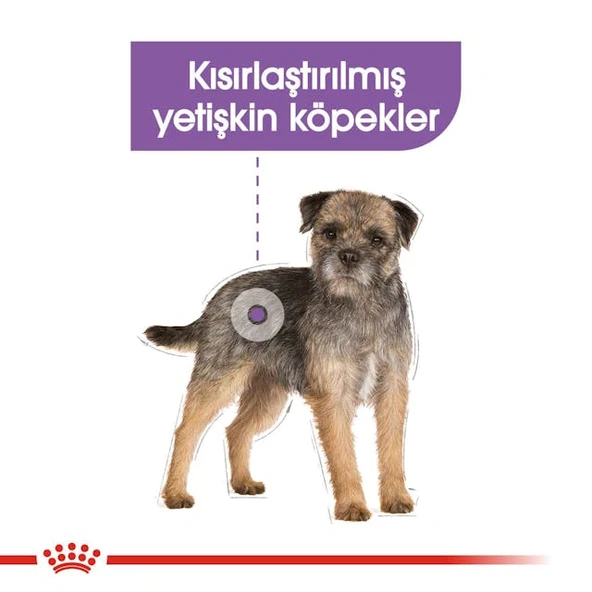 Royal Canin Mini Sterilised Kısırlaştırılmış Köpekler için Yetişkin Köpek Maması 3kg - 4