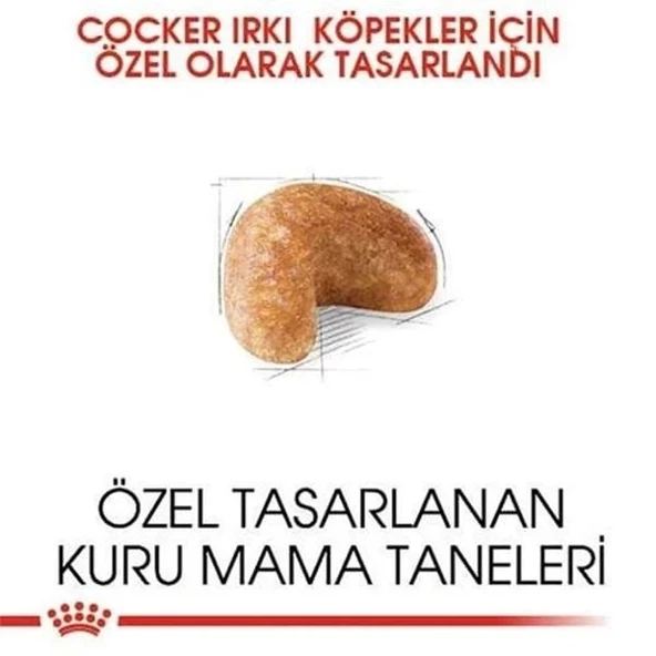 Royal Canin Cocker Adult Yetişkin Köpek Maması 3 Kg - 3