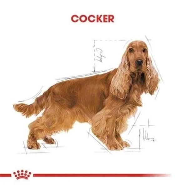 Royal Canin Cocker Adult Yetişkin Köpek Maması 3 Kg - 4