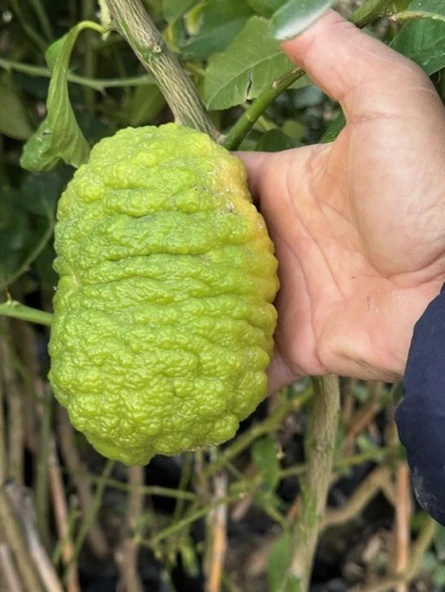 TÜPLÜ 4 YAŞ BERGAMOT LİMON (CITRUS BERGAMİA) FİDANI BOY 150-200CM - 2