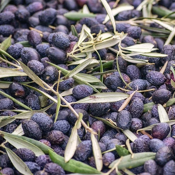 İri Meyveli Tüplü Yağlık ve Sofralık Mardin Sele Zeytini Fidanının - 1