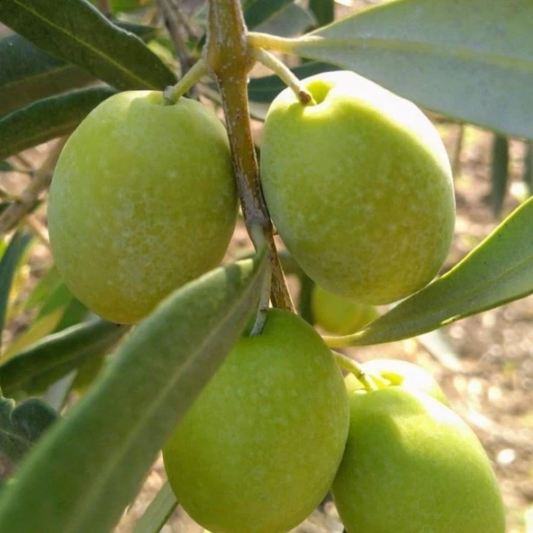 Sıkımlık ve Yemelik Tüplü Muğla Domat Zeytini Fidanı