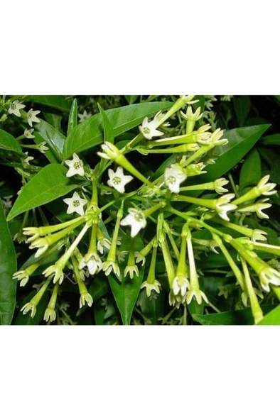 Melisa Çiçeği Bitkisi Fidanı 20-30 Cm - Resim 3