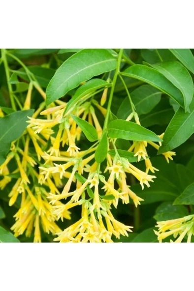 Melisa Çiçeği Bitkisi Fidanı 20-30 Cm - Resim 2